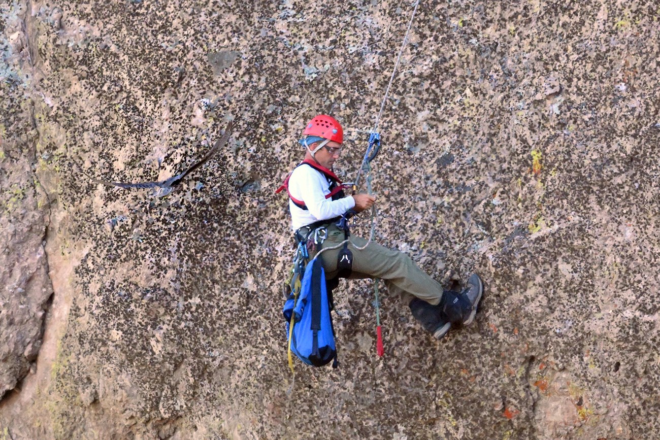 Gavin rappelling Biologist adjusting straps calmly as a prairie falcon flies at him. The falcon can hardly be seen against the cliff face.