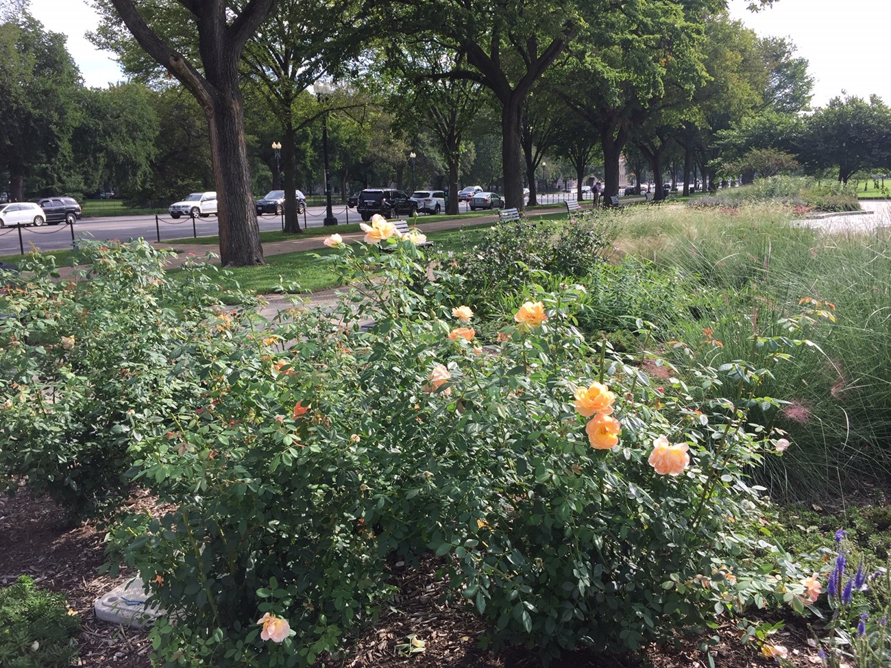 Flowers in the German American Garden bloom in the spring.