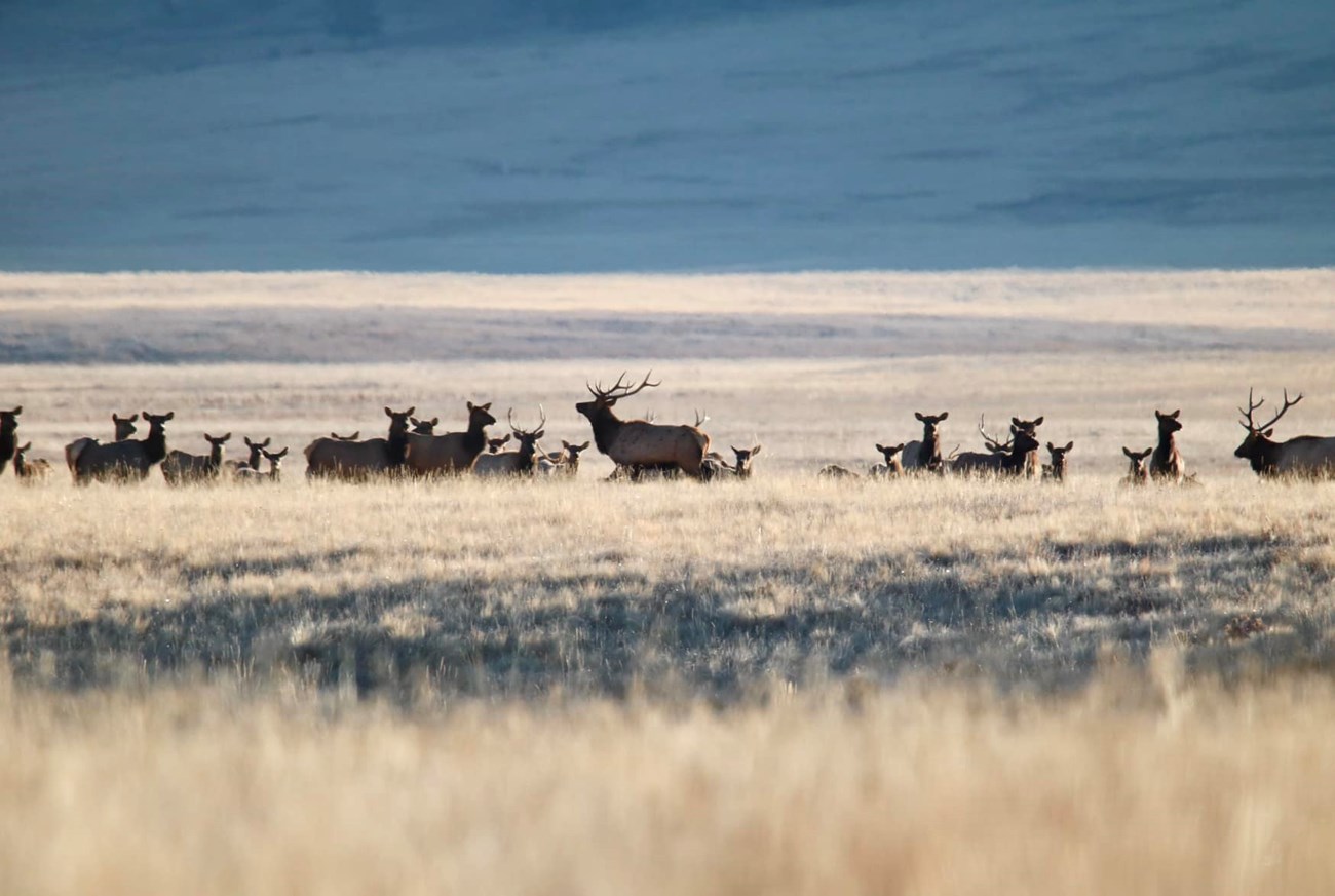A herd of elk grazing in a brown grassland