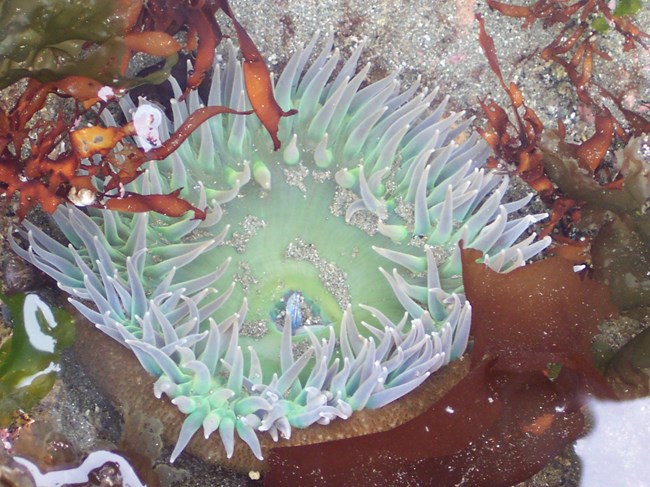 A large, open anemone with greenish arms.
