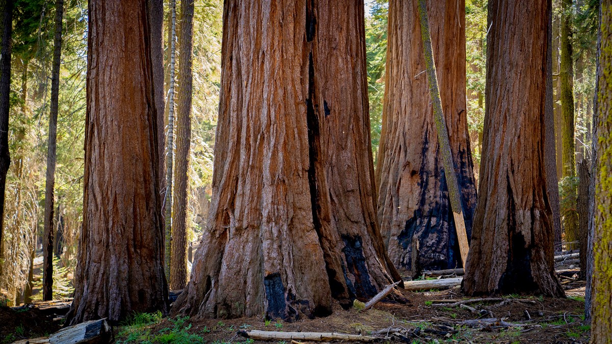 A healthy stand of mature giant sequoia trees with scorch marks from a previous fire.