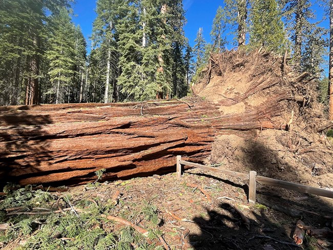 Lower trunk and roots of giant sequoia, fallen across a small wooden fence from a severe windstorm.