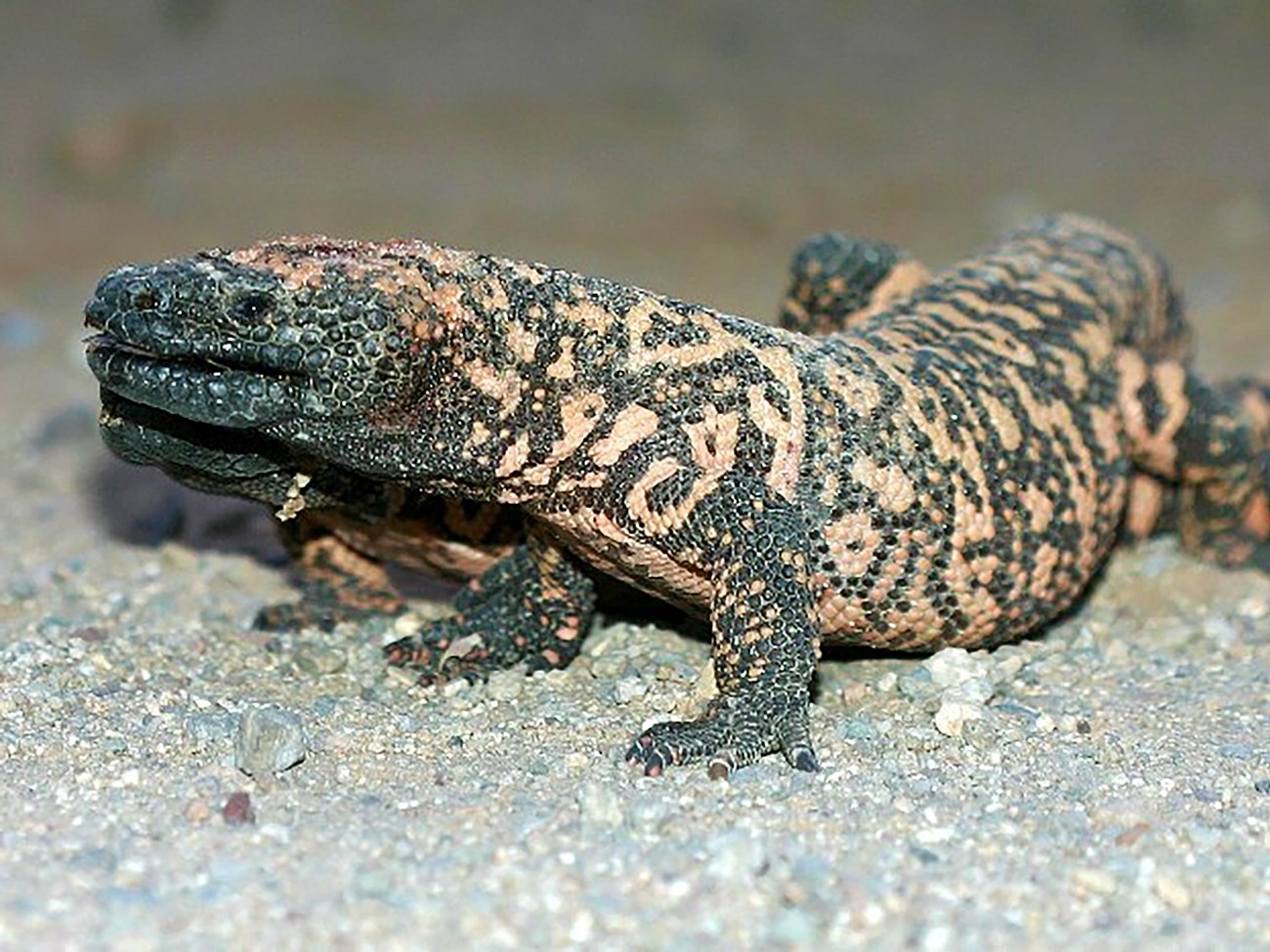 Colorful lizard with raised reddish and black markings
