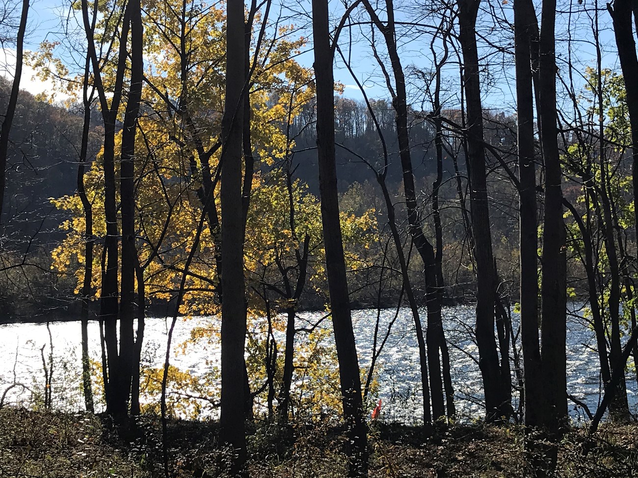 A view on a river through fall trees