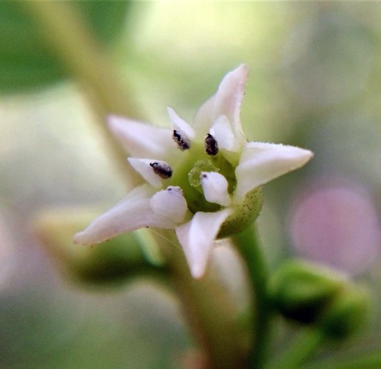 Image of Glossy buckthorn plant in bloom