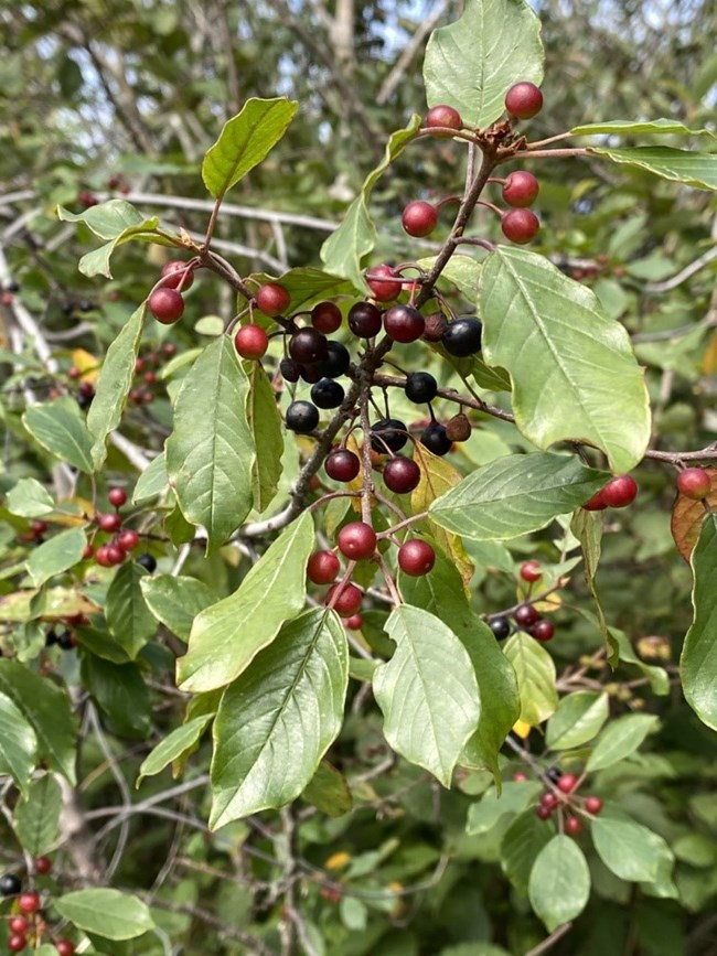 Mature plant with green leaves and berries