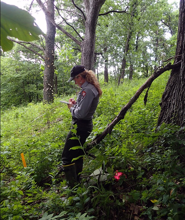 A scientist writing notes in a notepad standing in low-growing vegetation under the cover of trees.