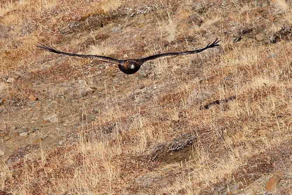 A golden eagle flies close to the ground looking directly into the camera.