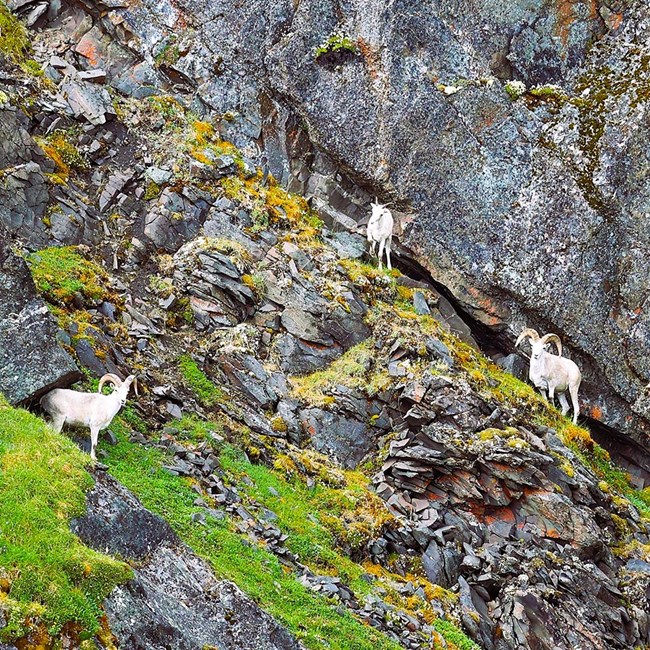 A group of three Dall's sheep on a rocky cliff.