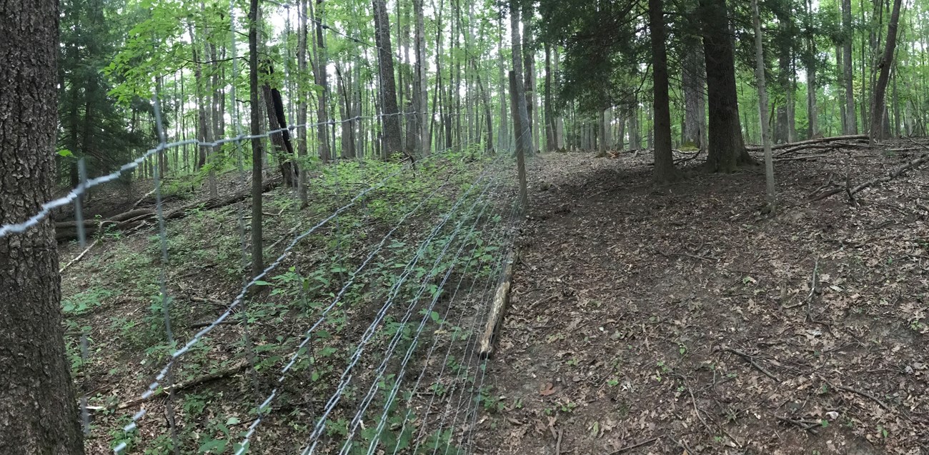 In the forest, many more tree seedlings and plants grow inside a deer exclosure fence than outside the fence.