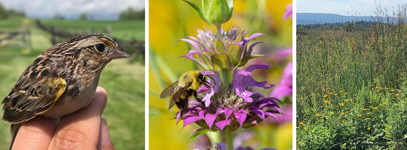 Three image montage including a small brown grasshopper sparrow, a bumblebee on a fuschia flower, and a grassland landscape