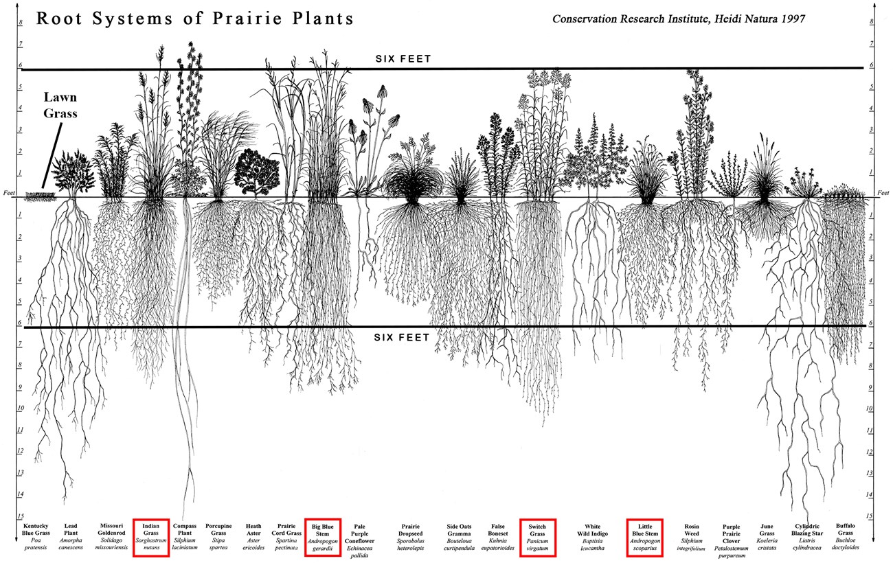 Images of tallgrass and illustration of grass roots