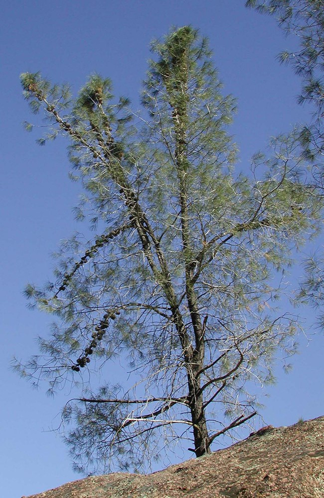Gray Pine Sparsely needled, spindly pine tree.