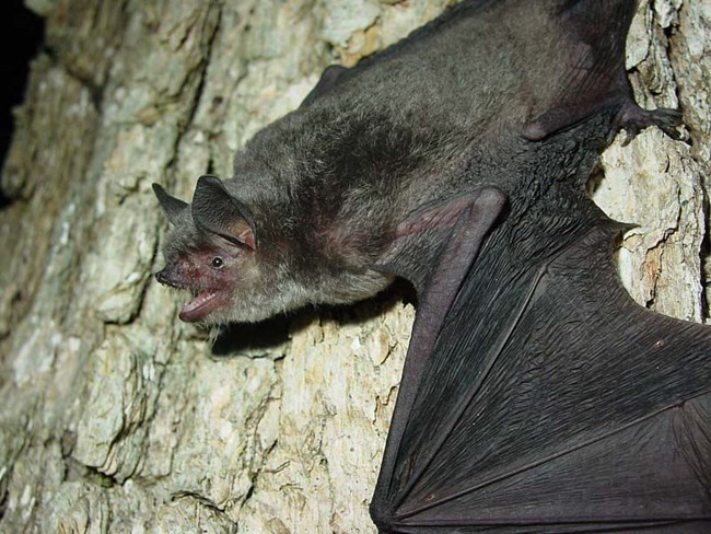 A bat clinging to a tree trunk.