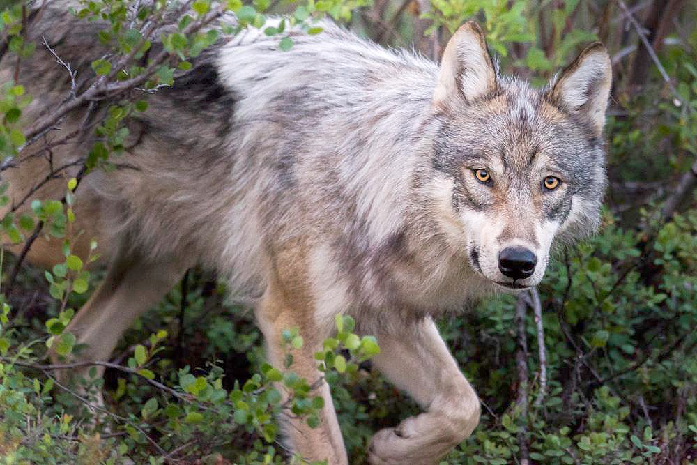A gray wolf with yellow eyes stares out from a canopy of green-leaved shrubs.