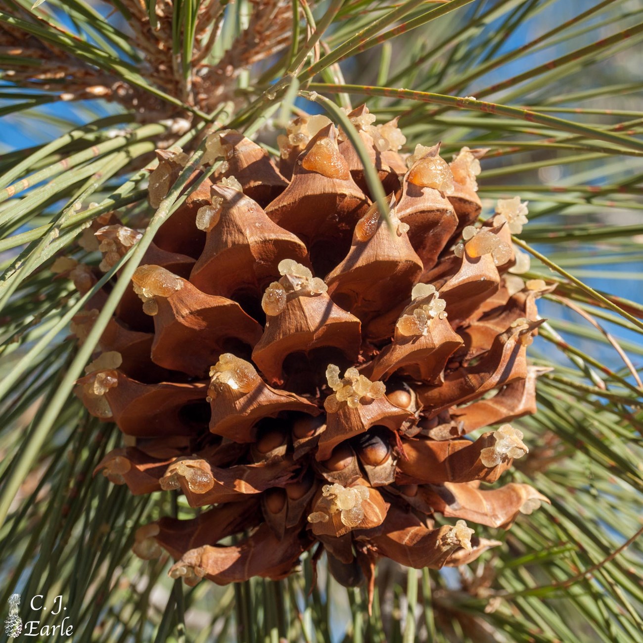 Gray pine cone. Large, round, pine cone with sharp tips.