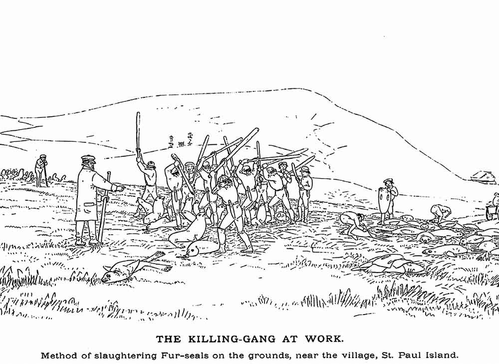 A drawing of men killing seals with clubs.