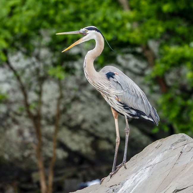 A great blue heron stands on a rock.