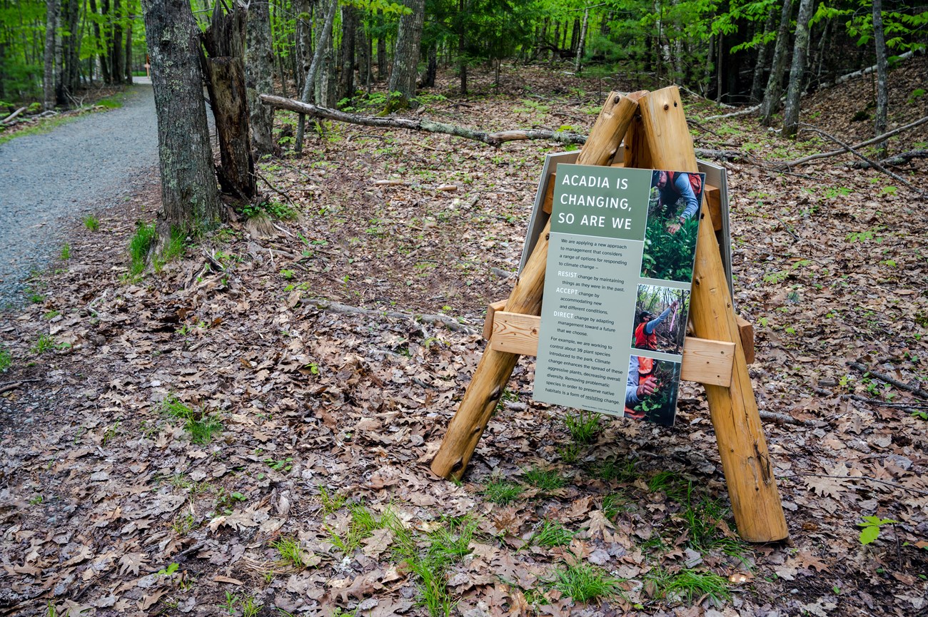 Great Meadow Two_2 Wood structure with three legs and display panels attached is placed in a densely forested area next to a gravel pathway.