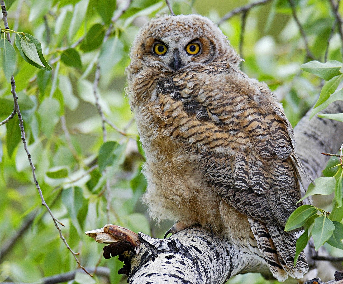 A fluffy tan and white feathered bird with bright yellow eyes looks at the viewer while sitting on a black and white striped branch and surrounded by pale green leaves