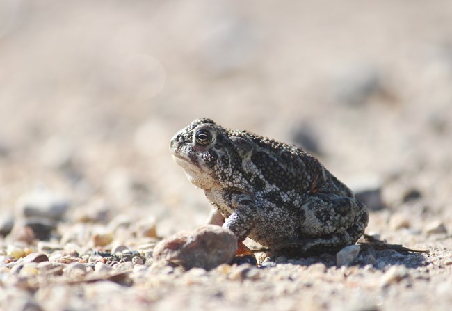 Great Plains Toad Tan and brown toad in a rocky field