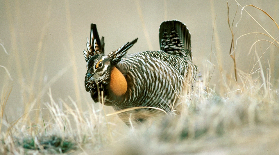 Greater prairie-chicken A gamebird with brown and white checked feathers standing in dried grass with its neck feathers in the air exposing a bulbous orange patch of skin.