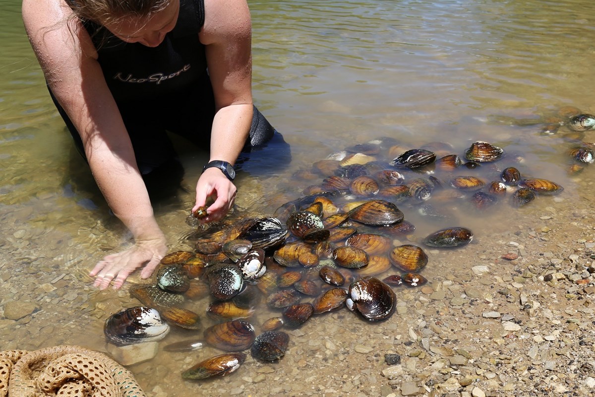Freshwater Mussel Relocation Project Endangered Species of Mammoth
