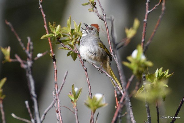 Green-tailed_Towhee Green-tailed_Towhee