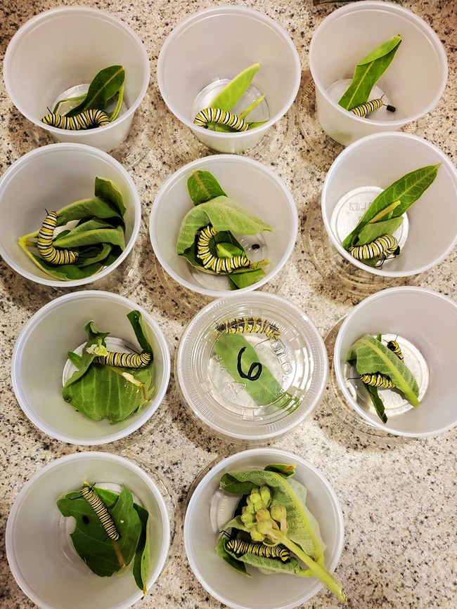 11 small transluscent plastic cups, each with one small caterpillar and some green leaves