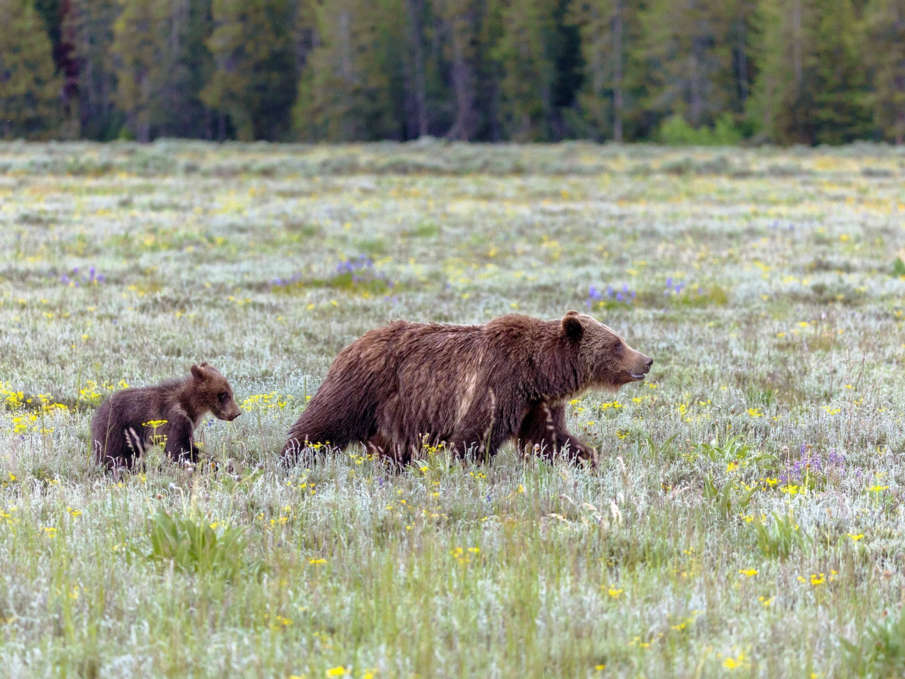 Grizzly 399 and cub Grizzly bear walking with determination through a field of grasses and wildflowers with a small cub following behind her.