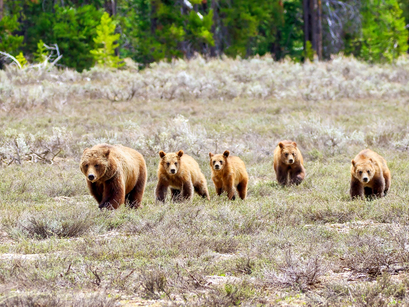 Grizzly 399 and cubs A big, brown grizzly bear strolling across open terrain with four cubs trailing behind her.
