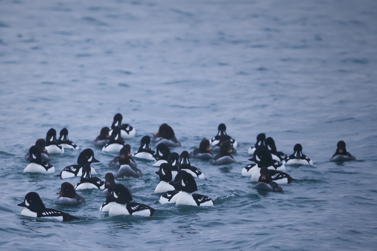 A group of male and female Barrow’s Goldeneyes (a type of sea duck) are sighted during a SeeBird monitoring fieldtrip.