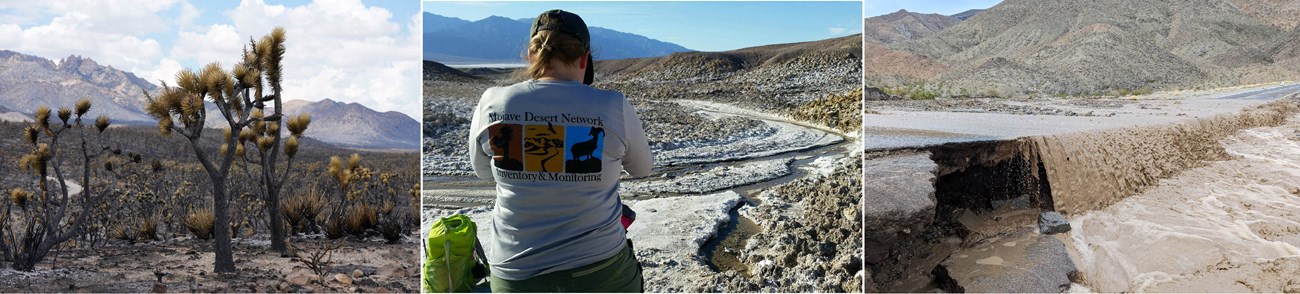Rapid change from extreme events such as flooding and severe wildfires highlight the need for long-term monitoring. Left image: Joshua trees burmed in a 2023 wildfire; middle image: view of woman gazing out over desert landscape, monitoring a desert spring; right image: flood waters from Hurricane Hilary flow over damaged road.