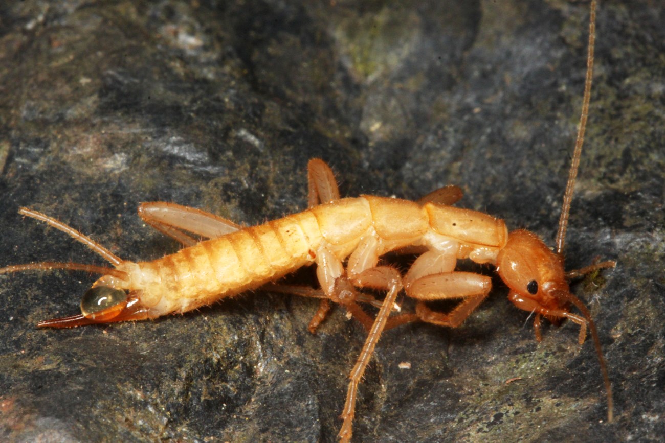 Grylloblattid Yellowish brown insect with narrow elongated body and antenna-like appendages on its front and rear.