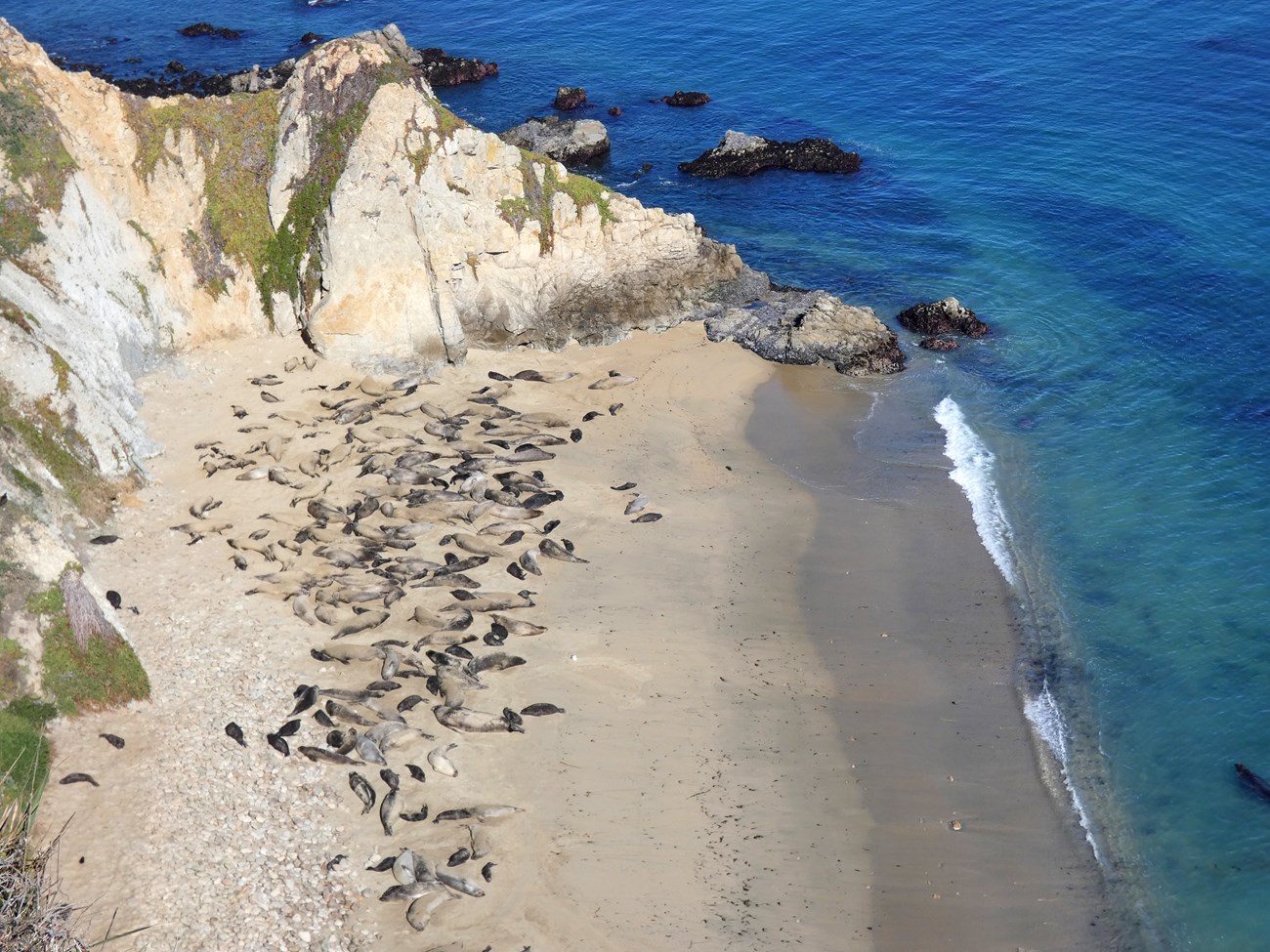 Cove full of seals An aerial view of cove backed by cliffs with a large group of seals on the beach.
