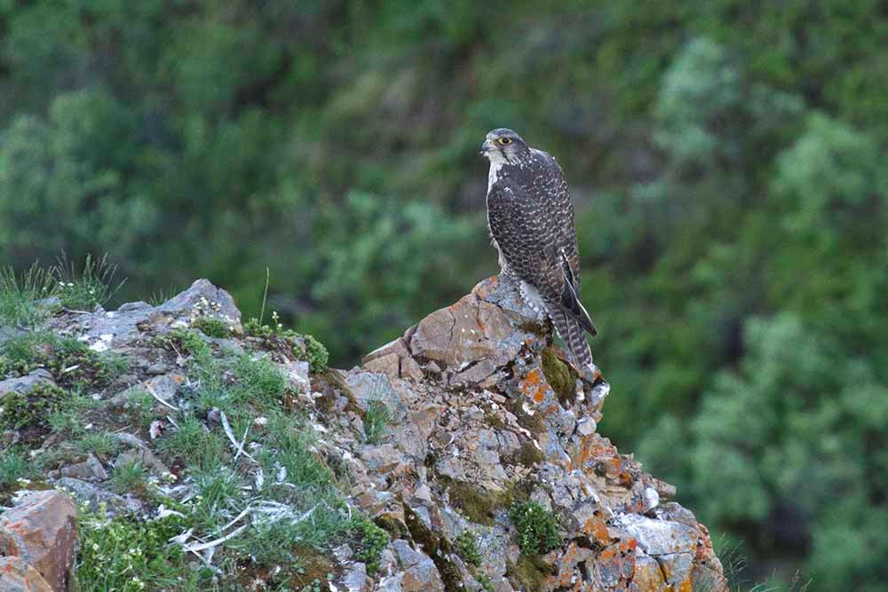 A gyrfalcon perched on a rock ledge.