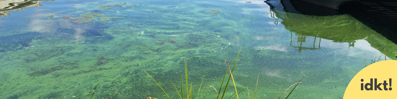a green harmful algal bloom on the surface of the water
