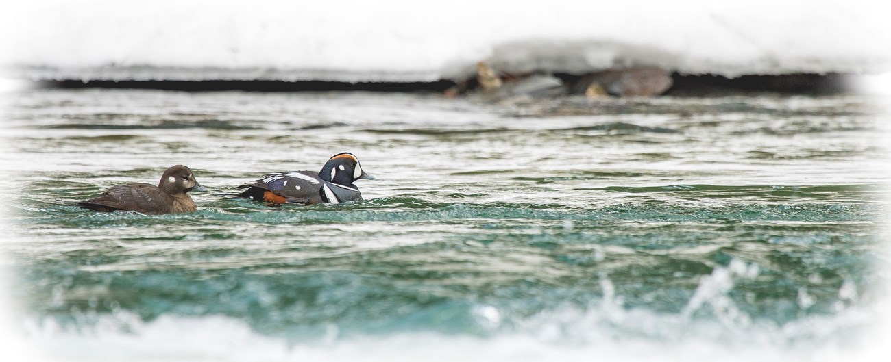 Two ducks floating on a river.