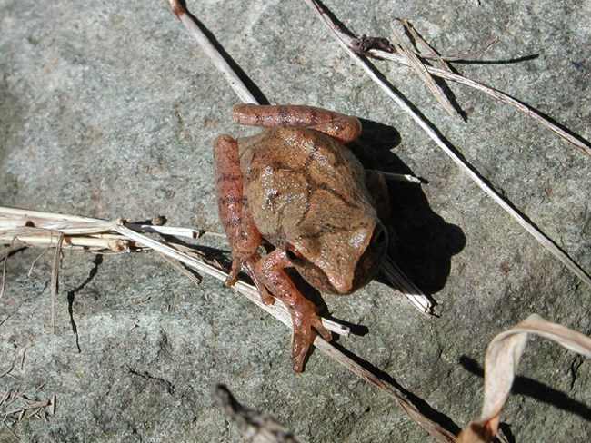 Looking down on a small brown frog with a dark X on its back
