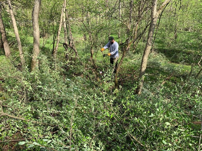 A worker in baseball cap and leather gloves uses a hand tool to cut a shrub branch in a semi-open glade