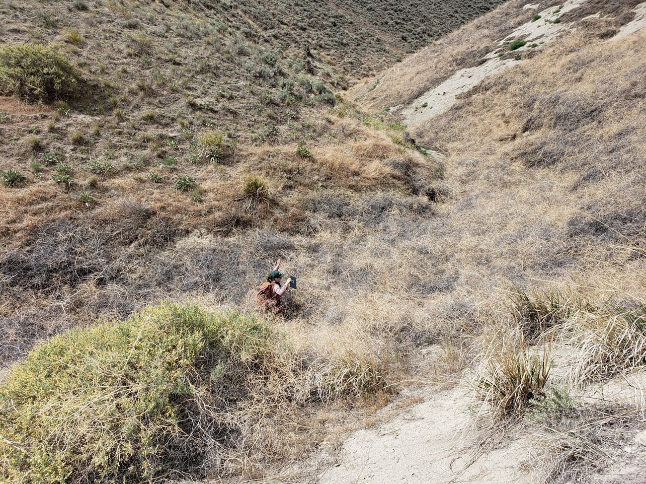 a person working in a shrub filled valley