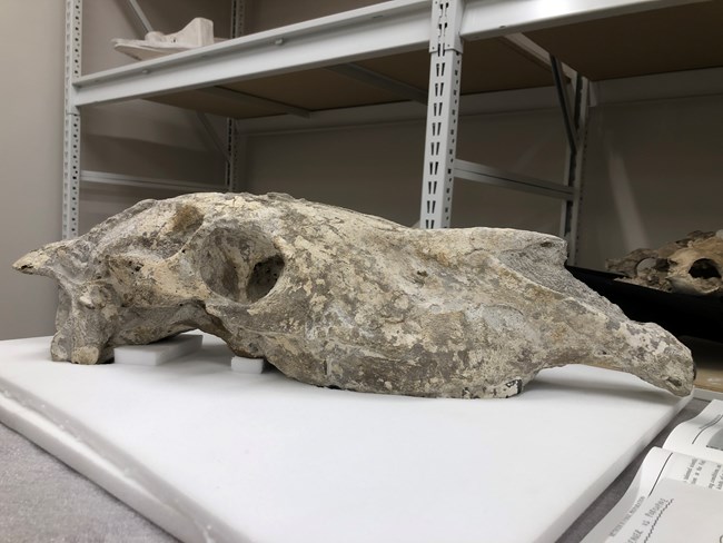 Fossil of a horse skull