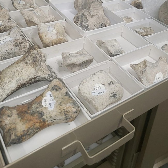Storage for fossils Metal dwarer filled with small boxes holding fossilized bone fragments