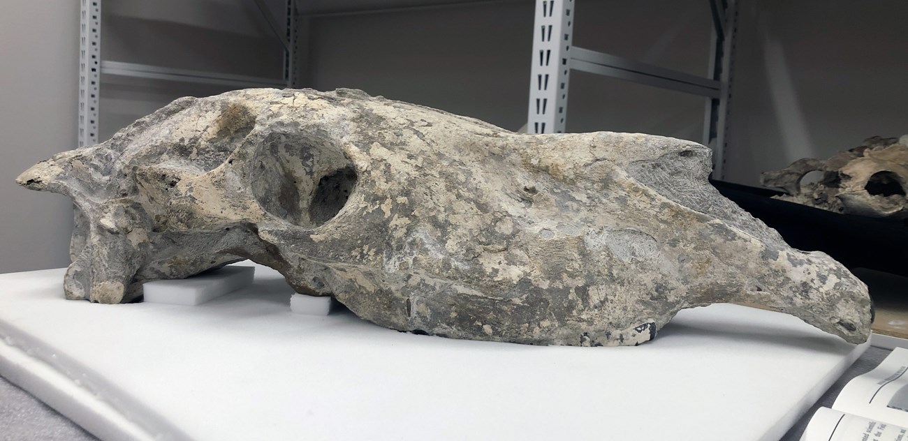 HAFO_Rad-Horses_web White, pitted bones of horse skull sits on foam mat