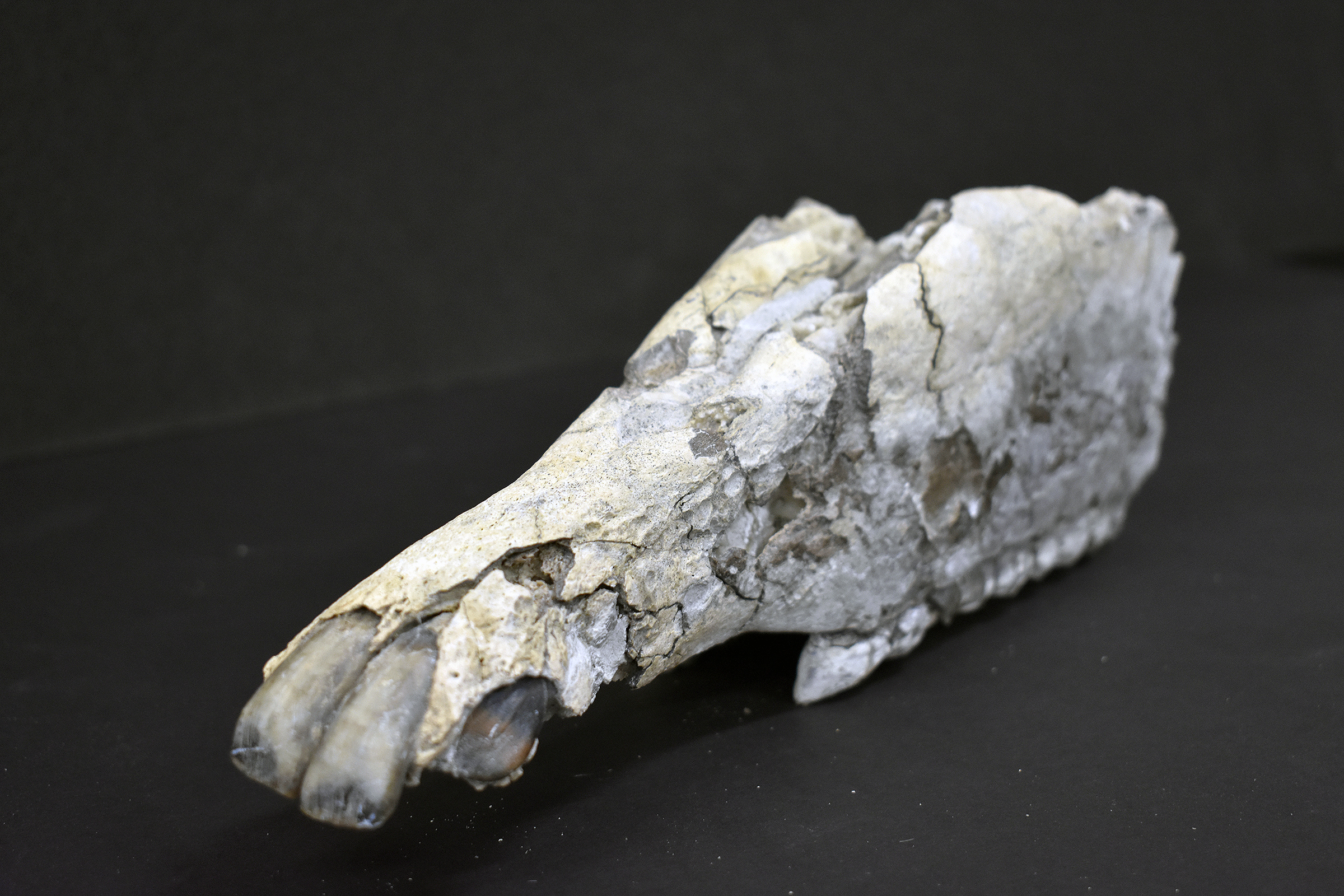 Partial fossil jaw of an extinct horse, photographed on a black background. The bones have the color of slate gray and tan weathered rock with cracks.