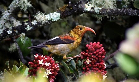 Juvenile 'I'iwi