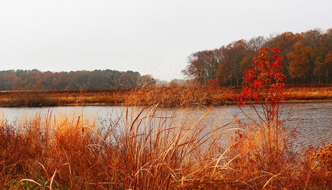 Wetlands tinted shades of red during fall