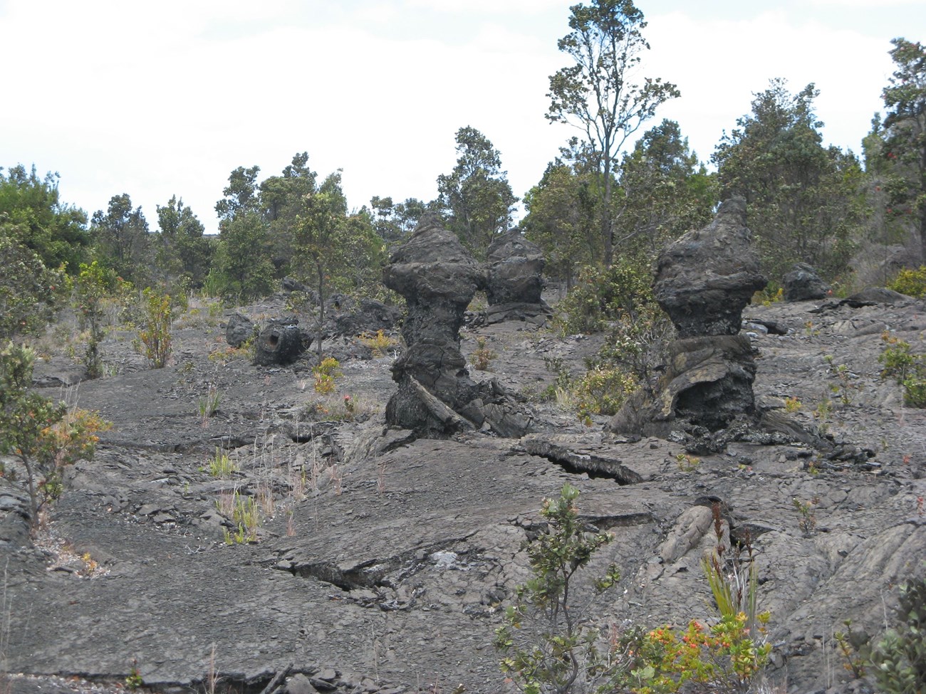 photo of lava covered ground with upright tree molds stand in the middle ground