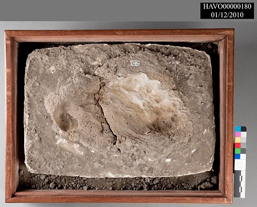 A human footprint preserved in mud.