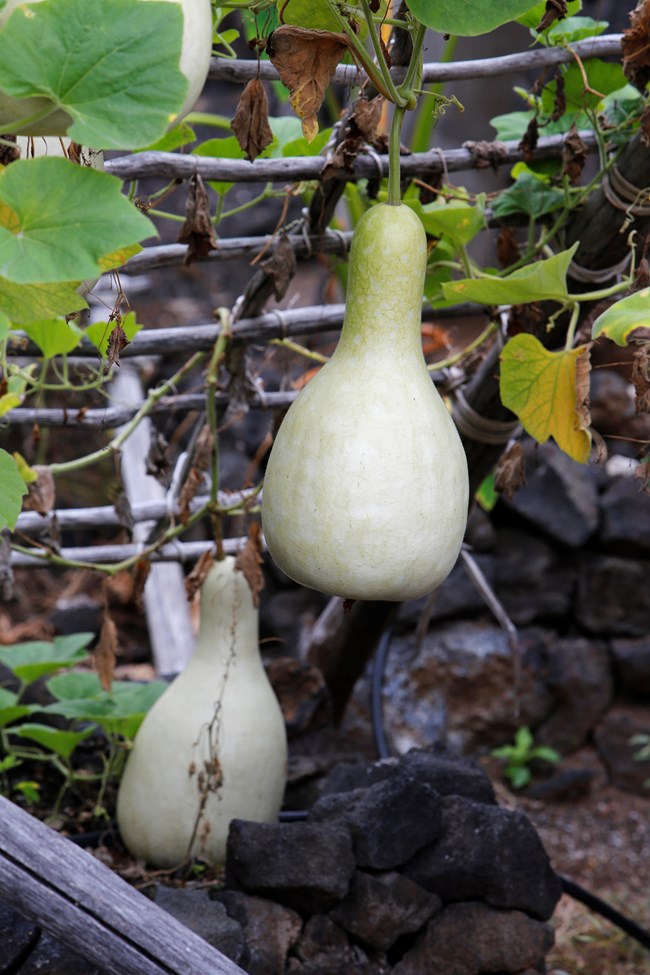 Ipu A gourd hanging in a garden